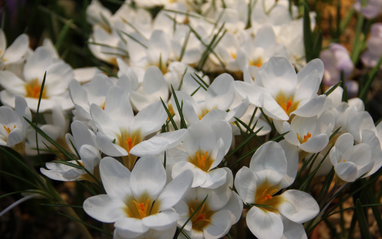 Белые маленькие цветы крокусы с зелеными листьями