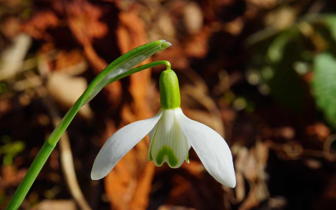 Белый цветок подснежника крупным планом 