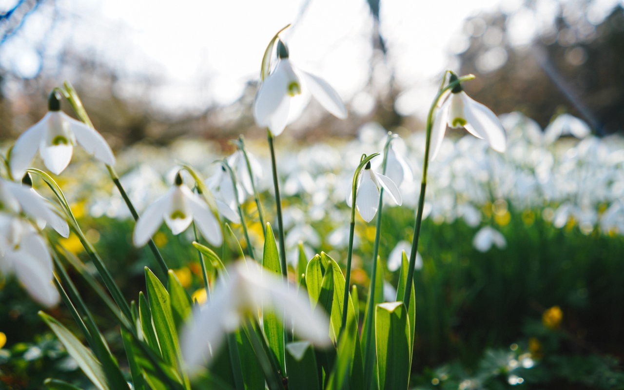 White snowdrop flowers on the field