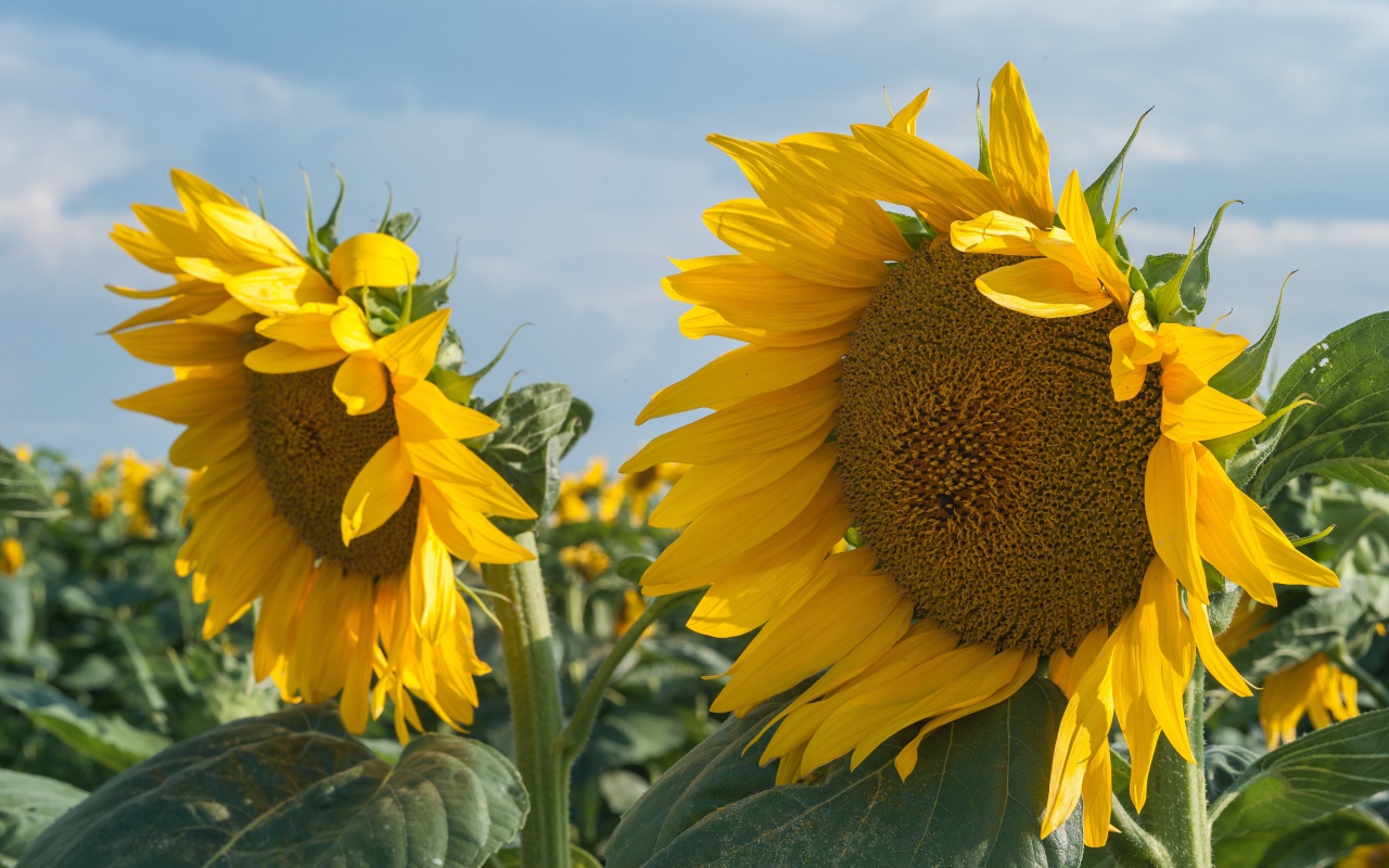 Желтые большие цветы подсолнуха на поле