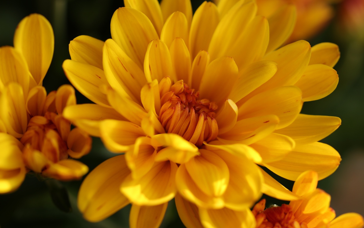 Желтые цветы хризантемы крупным планом 