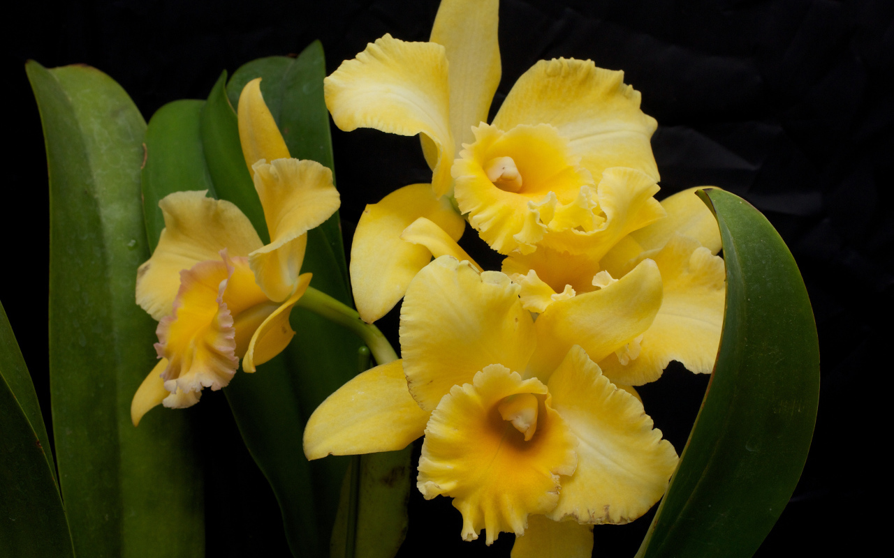 Желтые орхидеи с зелеными листьями на черном фоне