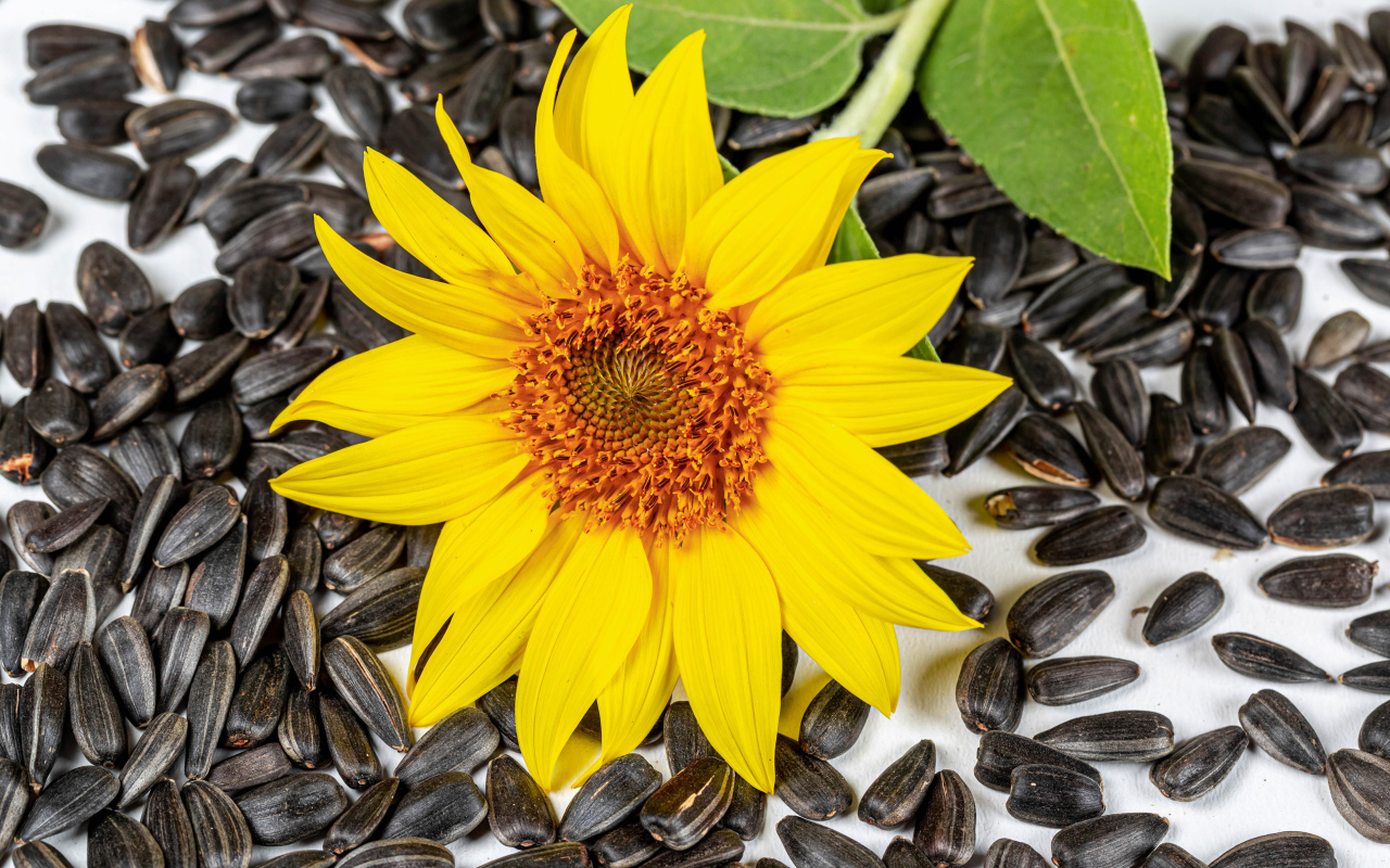 Желтый цветок подсолнуха с семечками