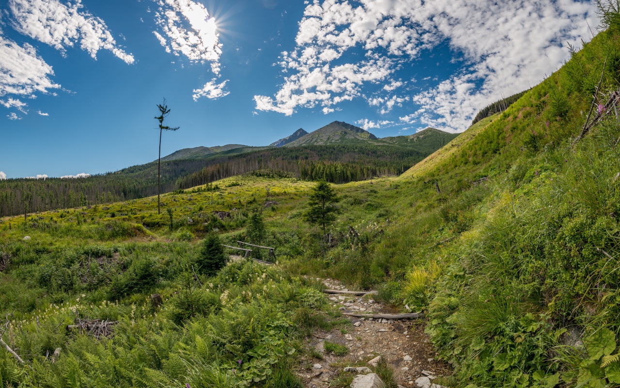 Красивая зеленая природа у гор под голубым небом