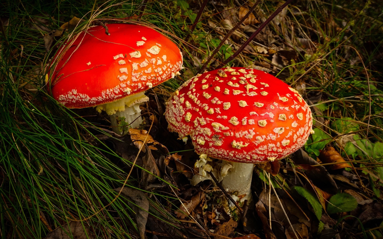 Два больших красивых красных мухомора в траве