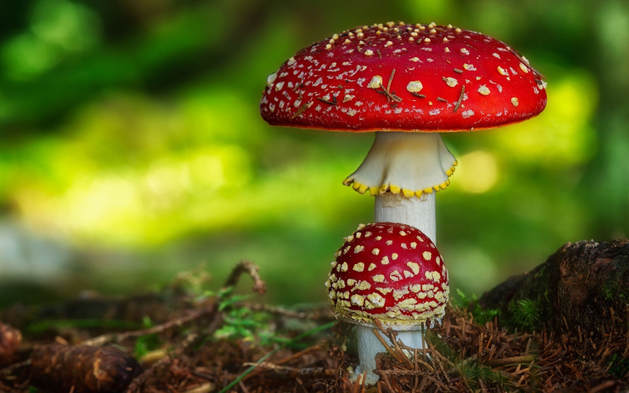 Два красных ярких мухомора растут на земле в лесу