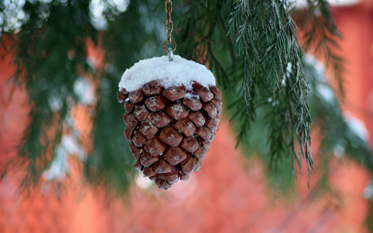 Шишка на цепочке висит на ветке туи 