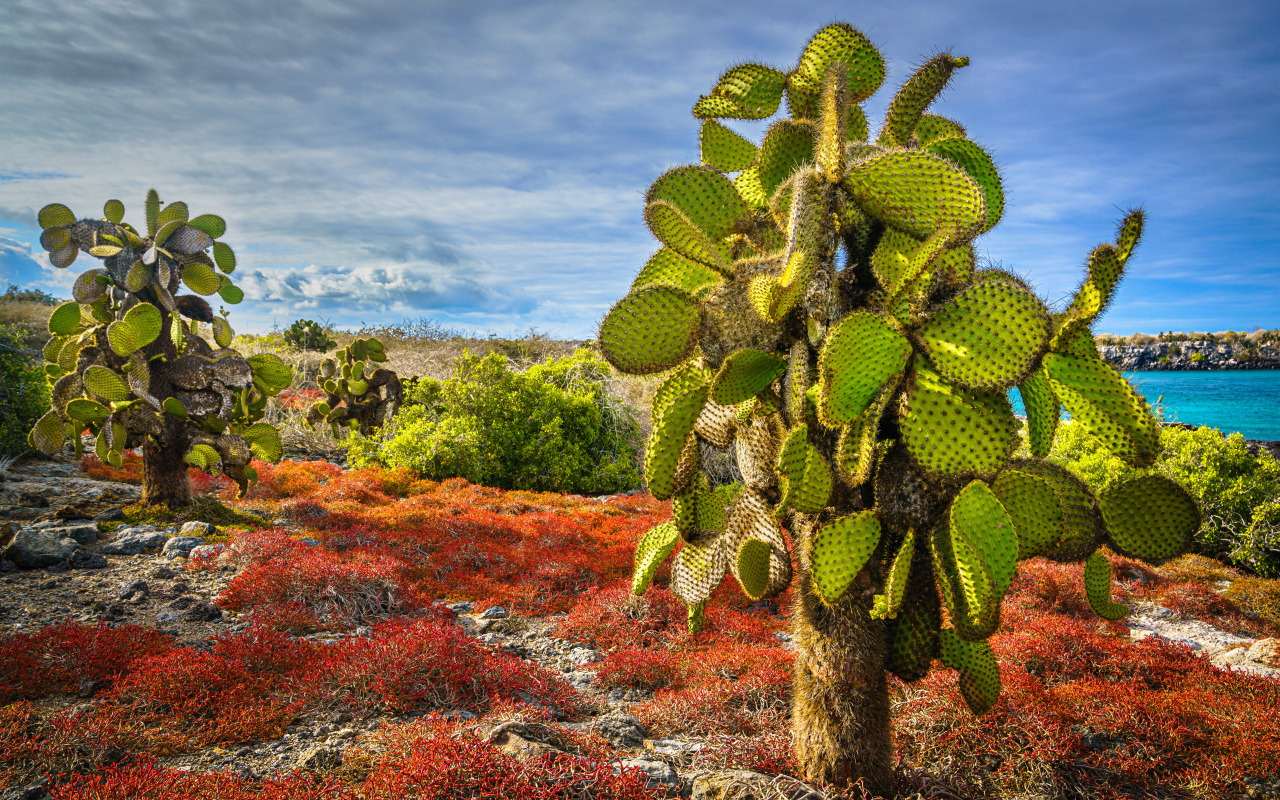 Большой колючий зеленый кактус на берегу моря