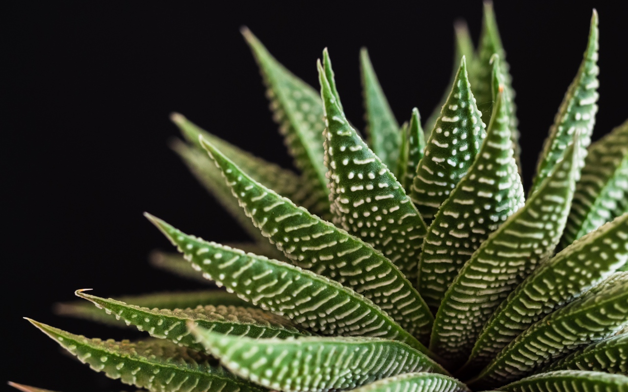 Большое зеленое комнатное растение на черном фоне