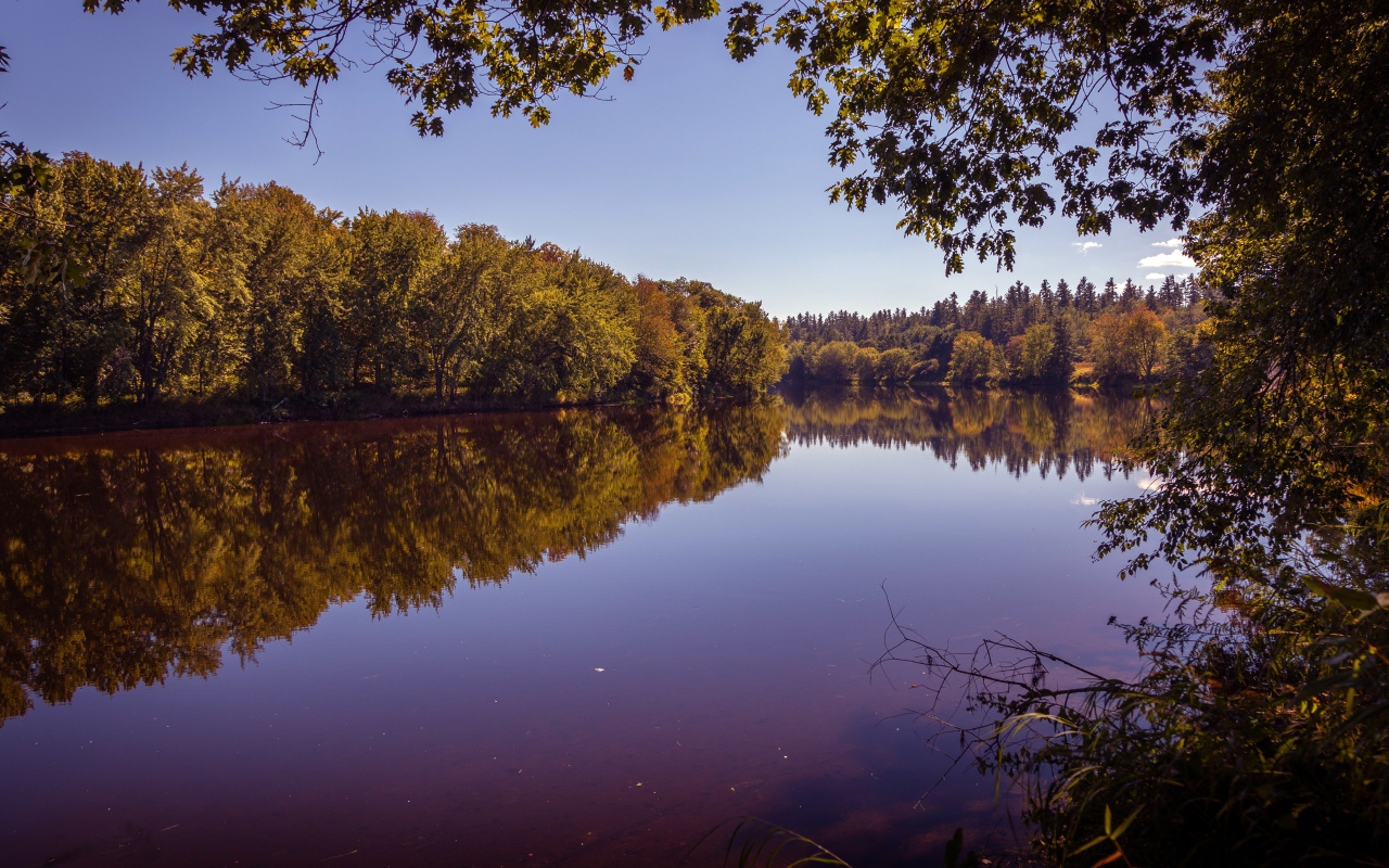 Рассвет над тихой водой реки в лесу 