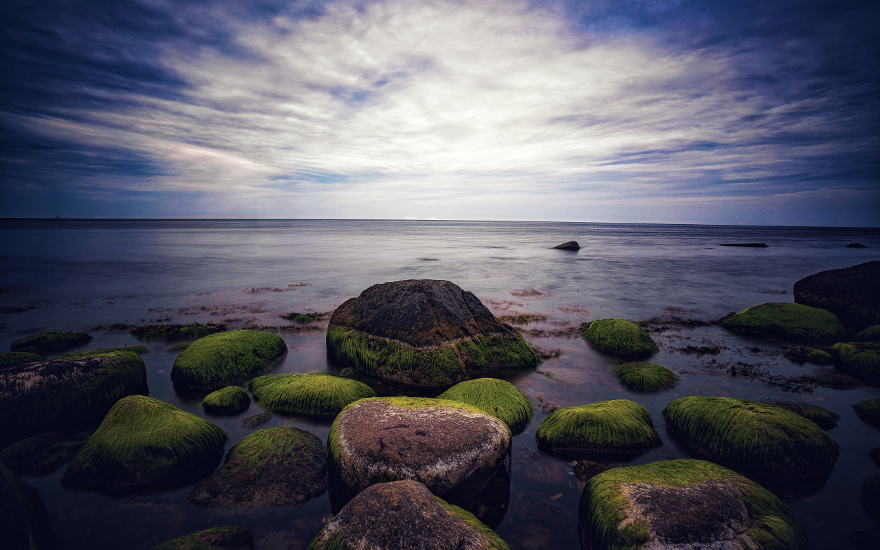 Wet green moss-covered stones in the sea
