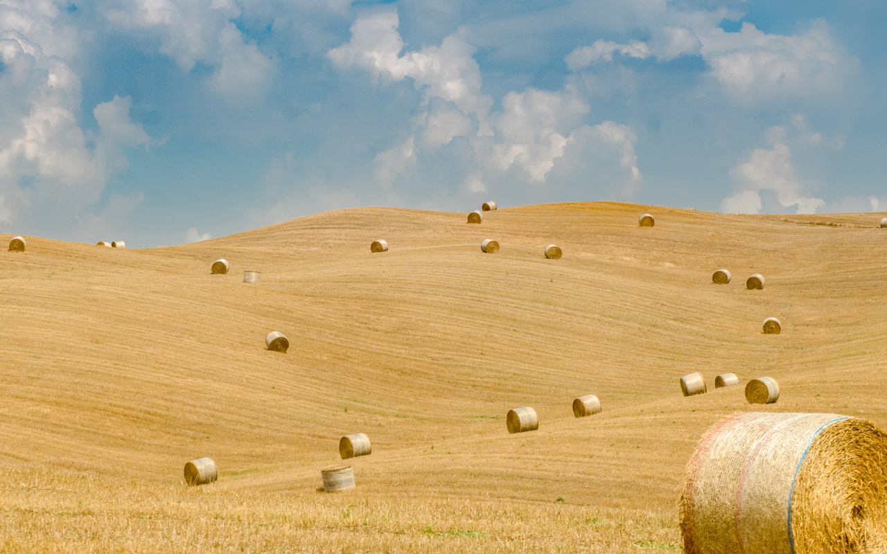 Round hay bales in a field in autumn
