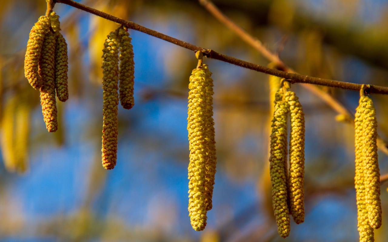 Birch catkins on a branch in the sun