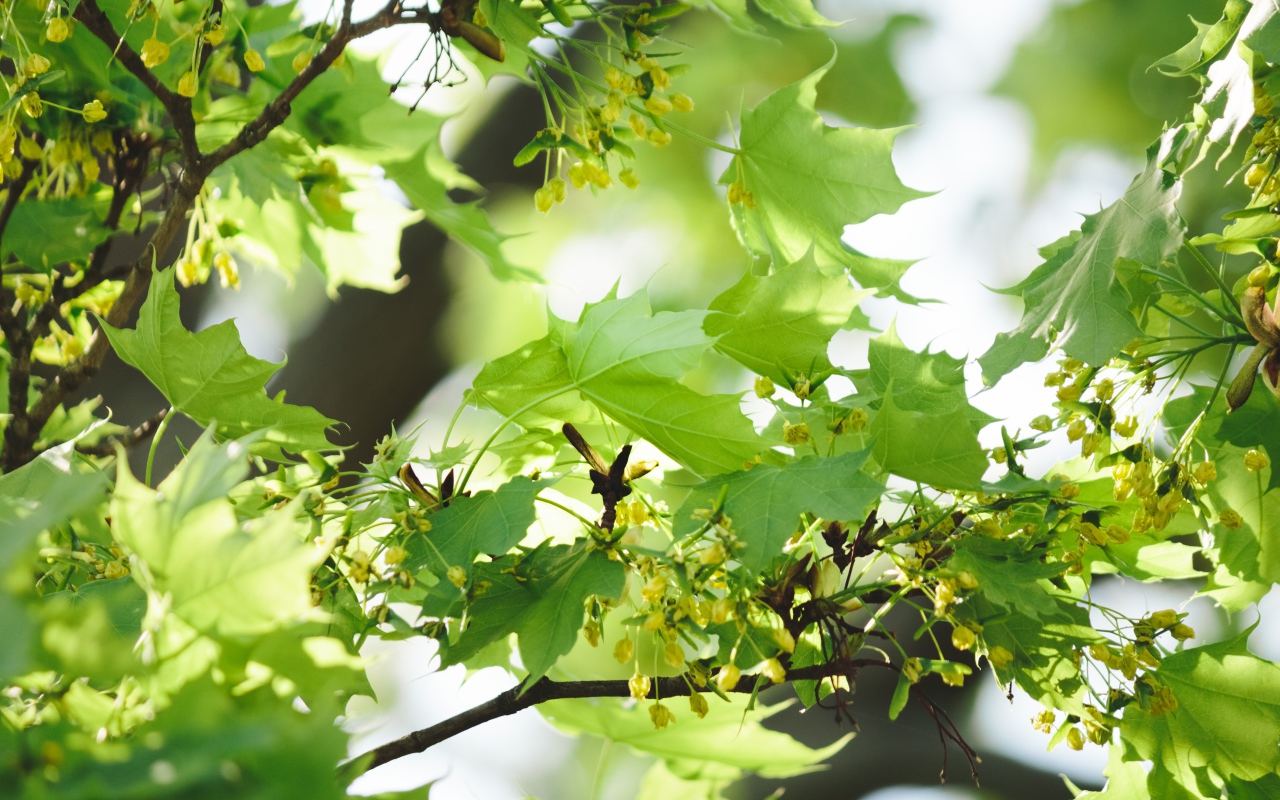 Green maple leaves on branches in spring