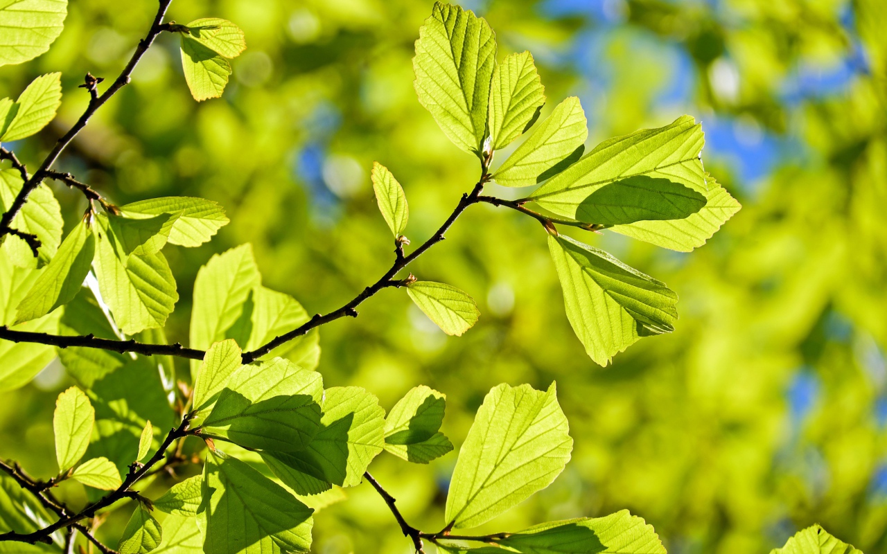 Молодые зеленые листья на ветке дерева в лучах солнца