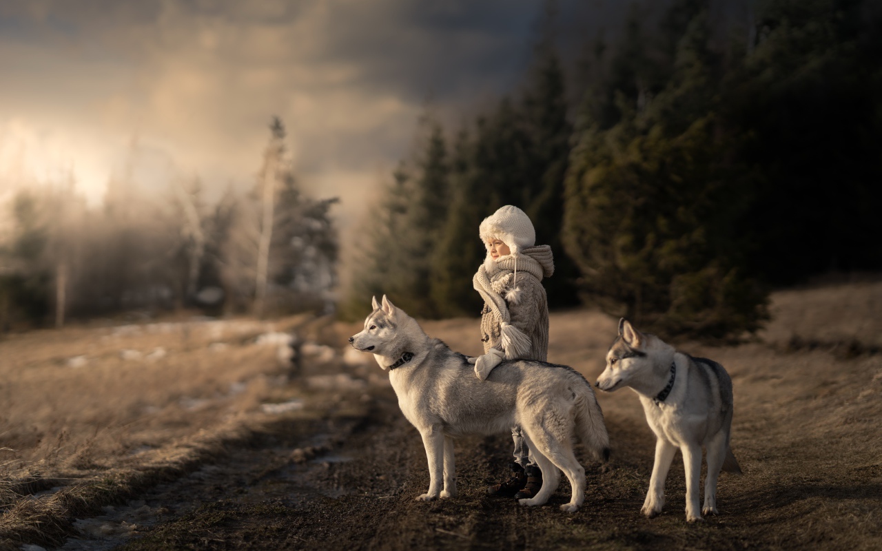 Маленькая девочка с собаками хаски в лесу