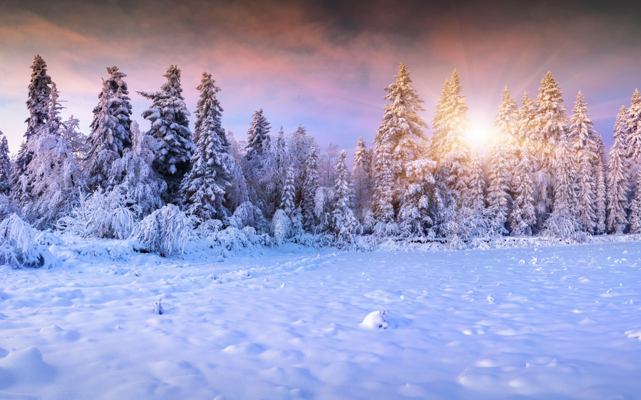 Заснеженный лес в лучах солнца зимой
