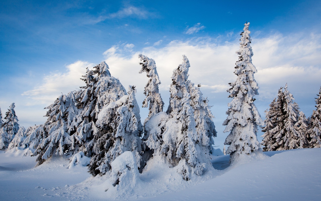Высокие заснеженные ели под голубым небом зимой