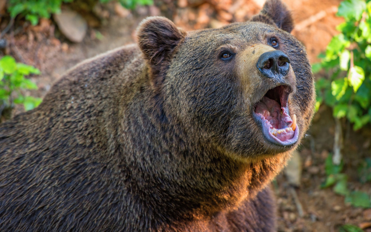 Большой бурый медведь с открытой пастью 