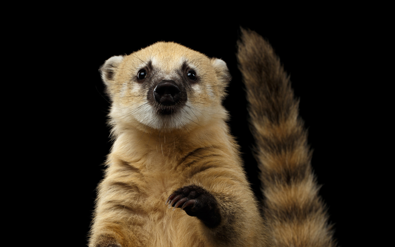 Обыкновенная носуха на черном фоне