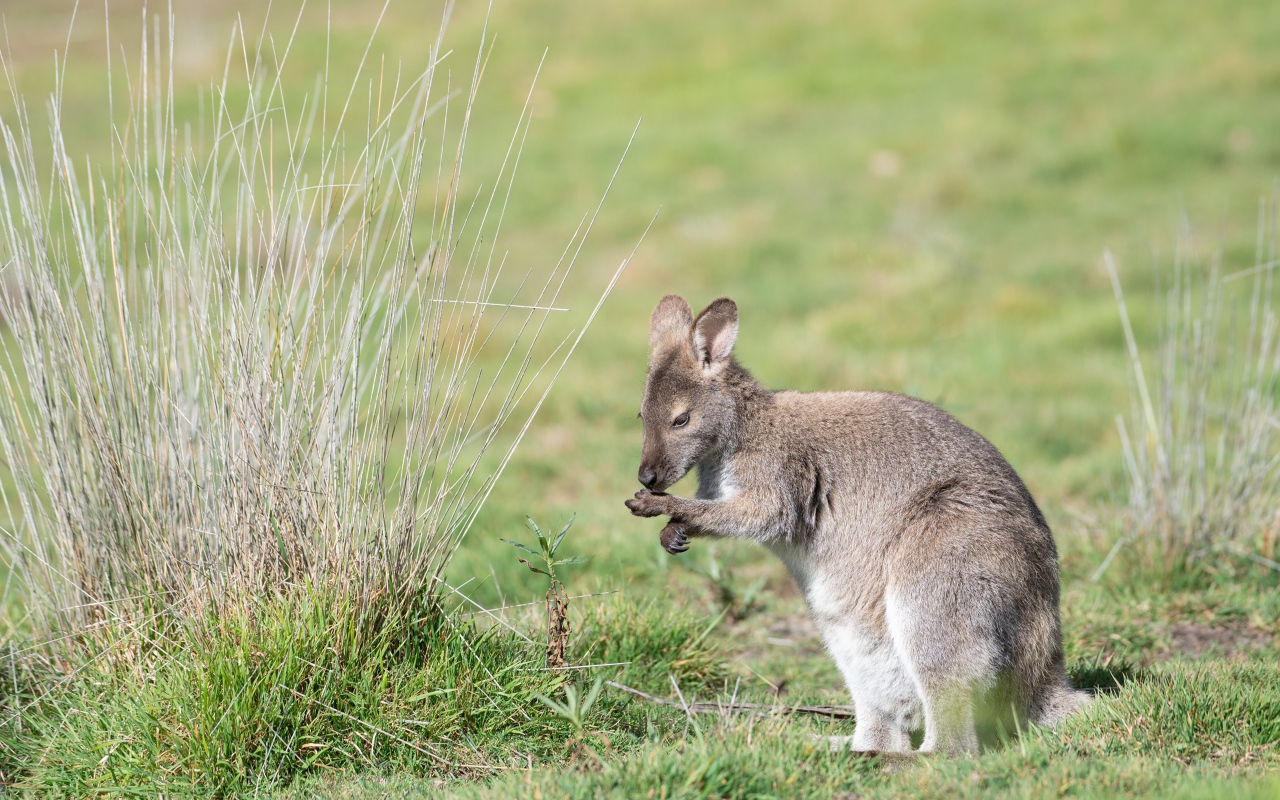 Серый кенгуру сидит на зеленой траве