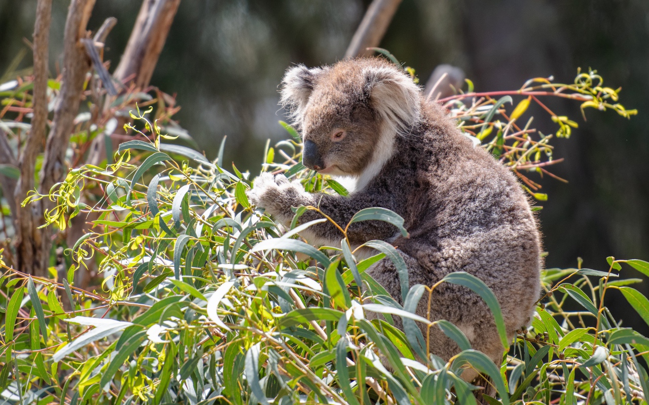 Koala sitting on a eucalyptus branch