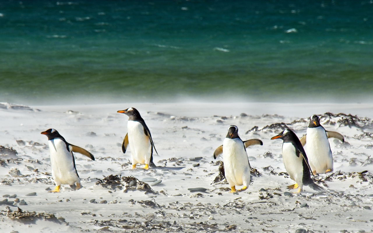 Стая пингвинов на снегу у моря
