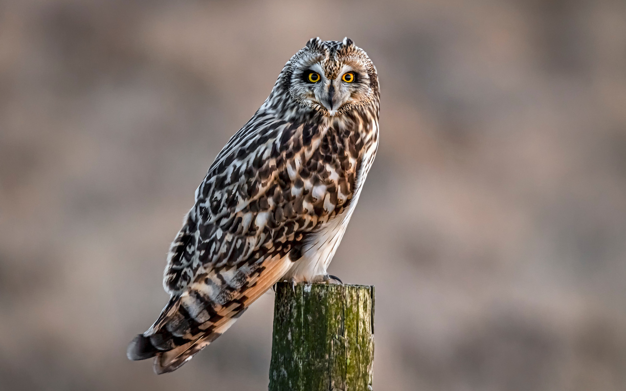 Большая серая птица сова сидит на дереве 
