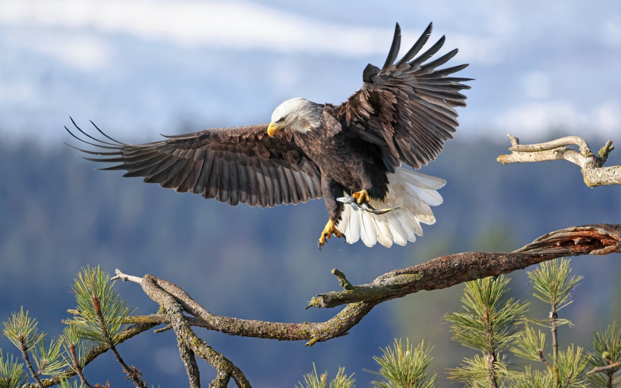 Большой хищный орел садится на ветку