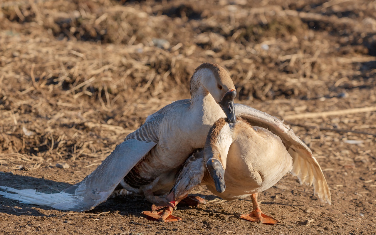 Пара серых гусей в лучах солнца 
