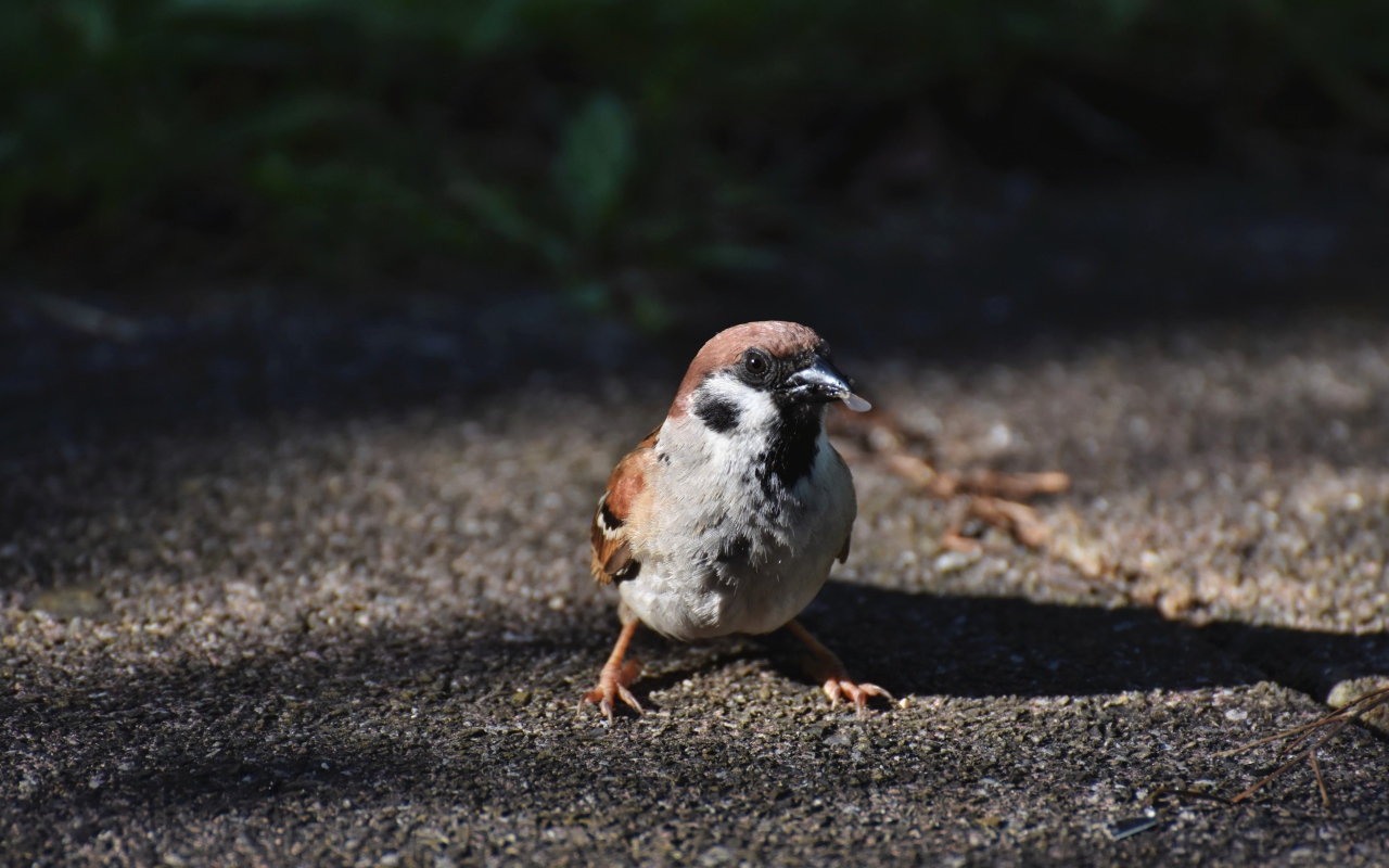 Воробей сидит на асфальте с зерном в клюве 