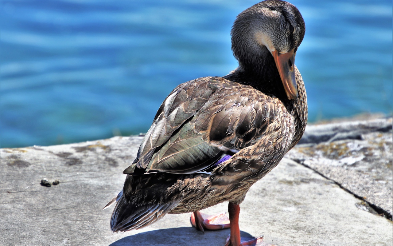 Дикая серая утка стоит у воды 