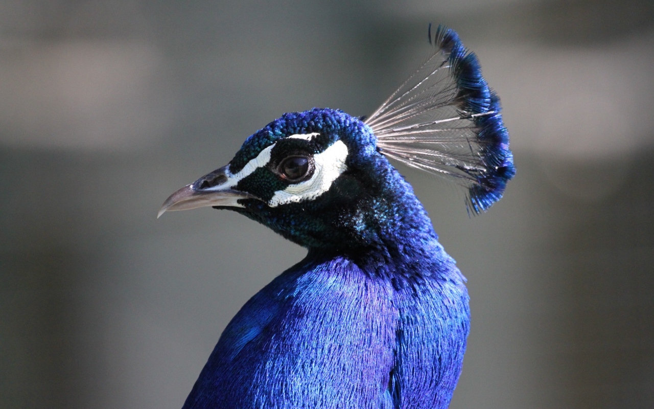 Красивый синий павлин на сером фоне 