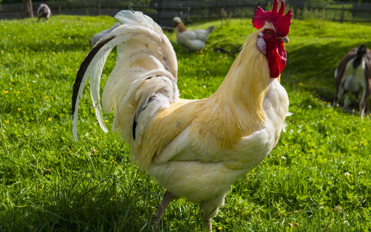 Красивый белый домашний петух на зеленой траве 