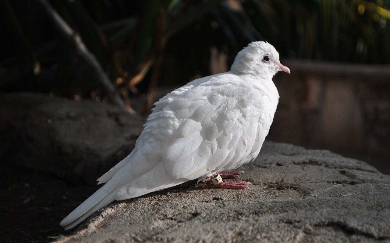 Красивый белый голубь сидит на камне