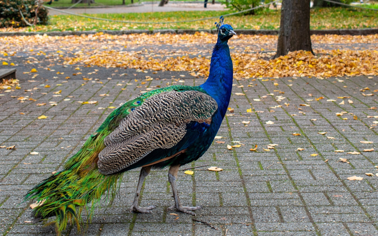 Большой красивый павлин гуляет в осеннем парке