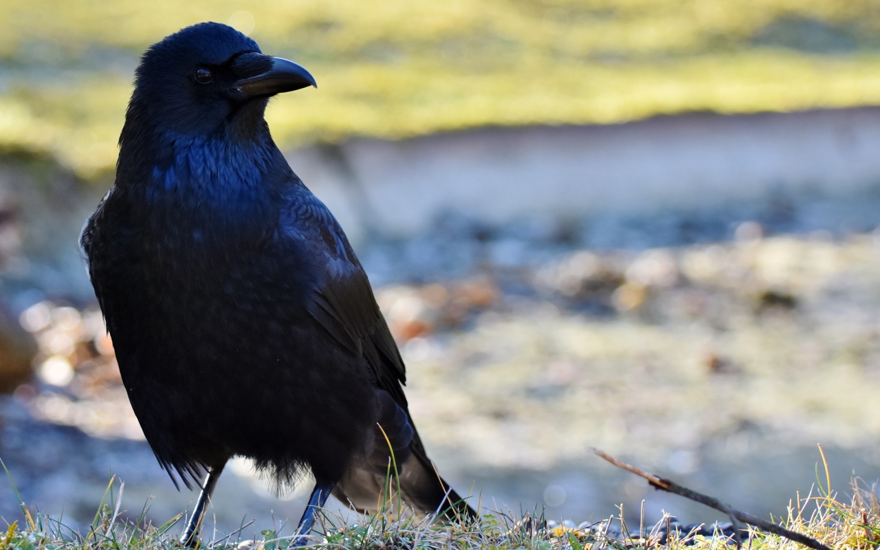 Большой черный ворон крупным планом