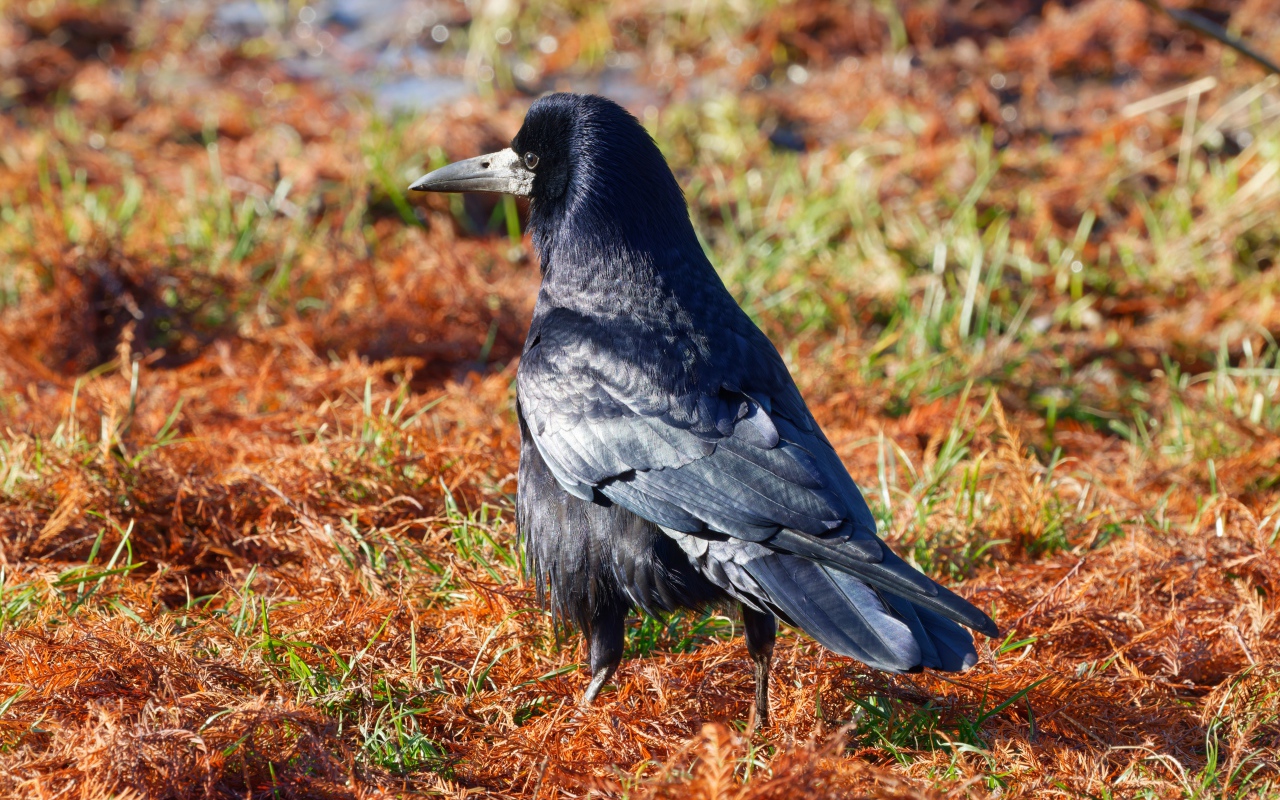 Большой черный ворон на траве 