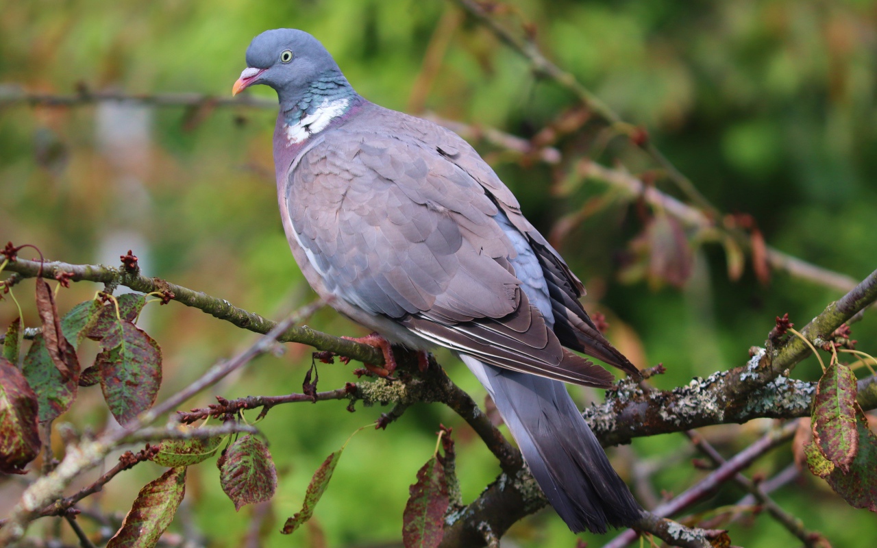 Большой серый  голубь сидит на ветке дерева