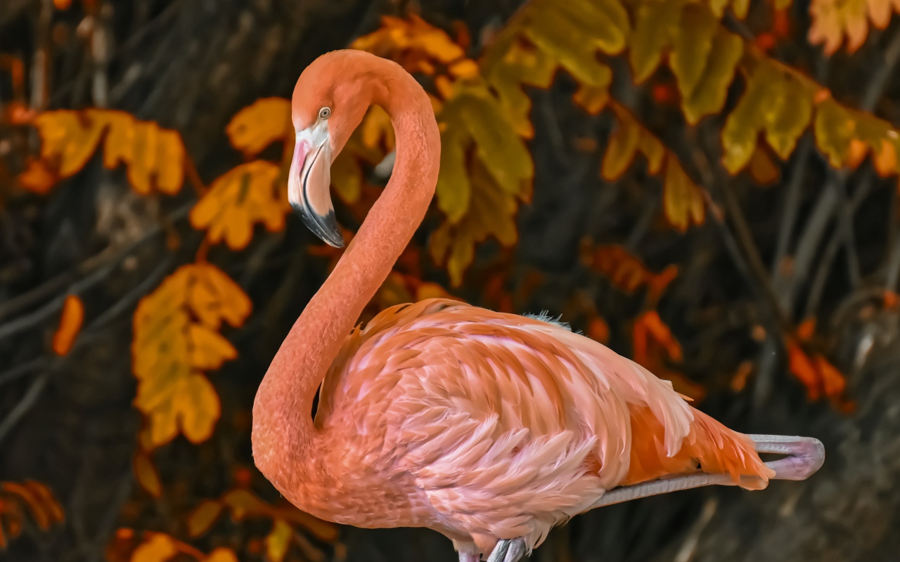 Большой розовый фламинго на фоне листьев 