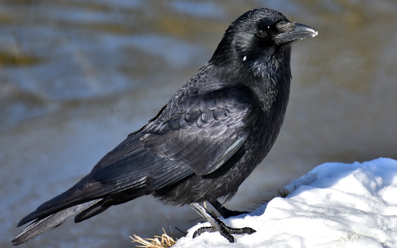 Черный ворон сидит на снегу