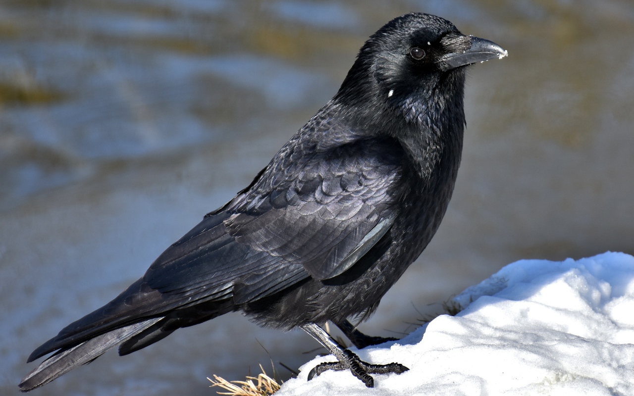 Black crow sits in the snow