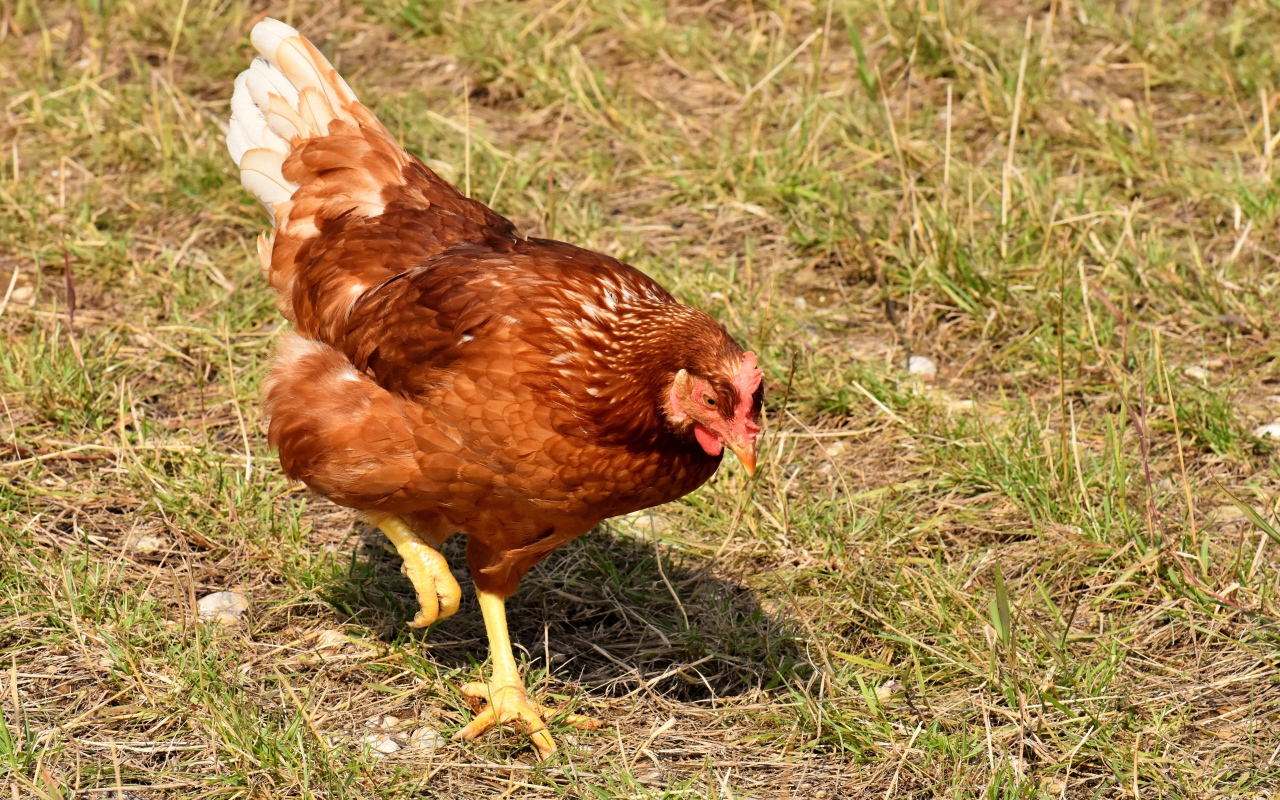 Коричневая домашняя курица гуляет по траве 