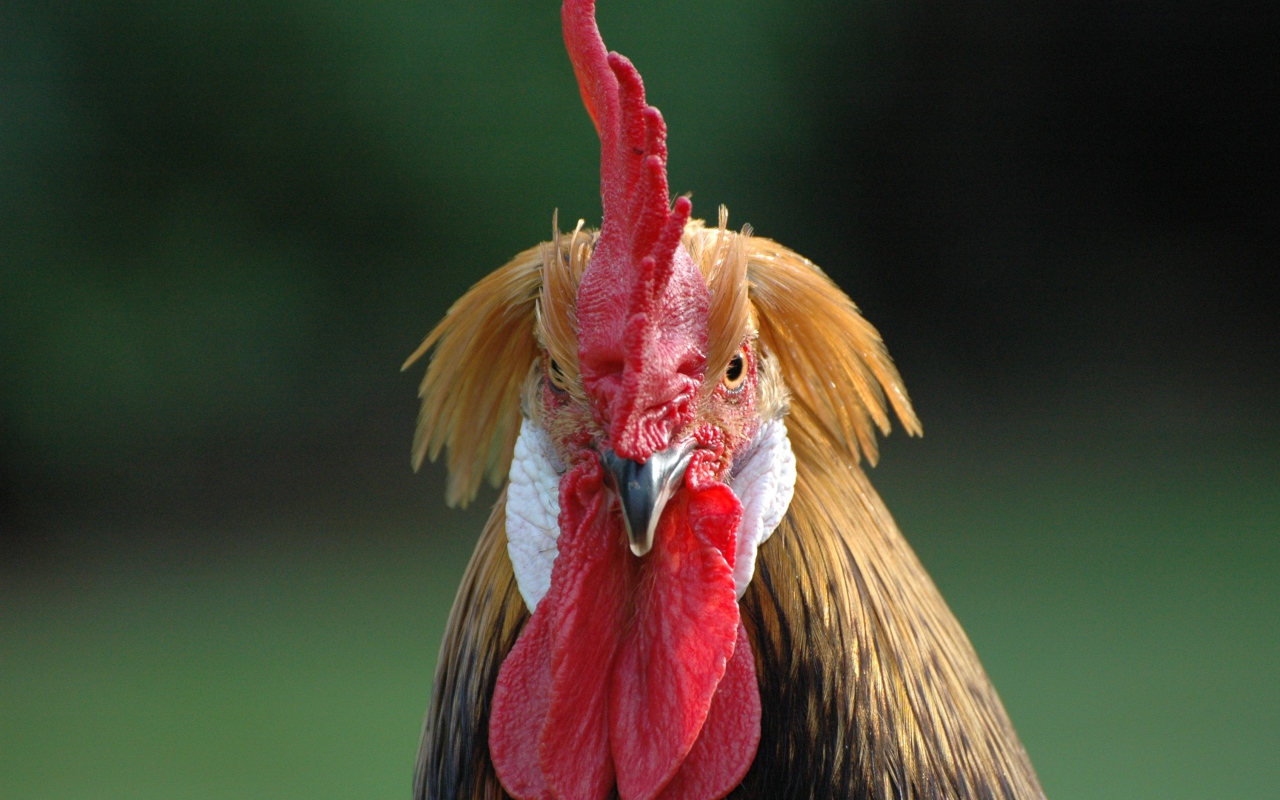 Домашний петух с красным гребнем 