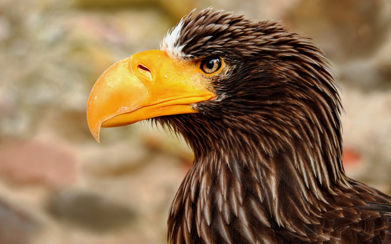 Гигантский орел с острым желтым клювом