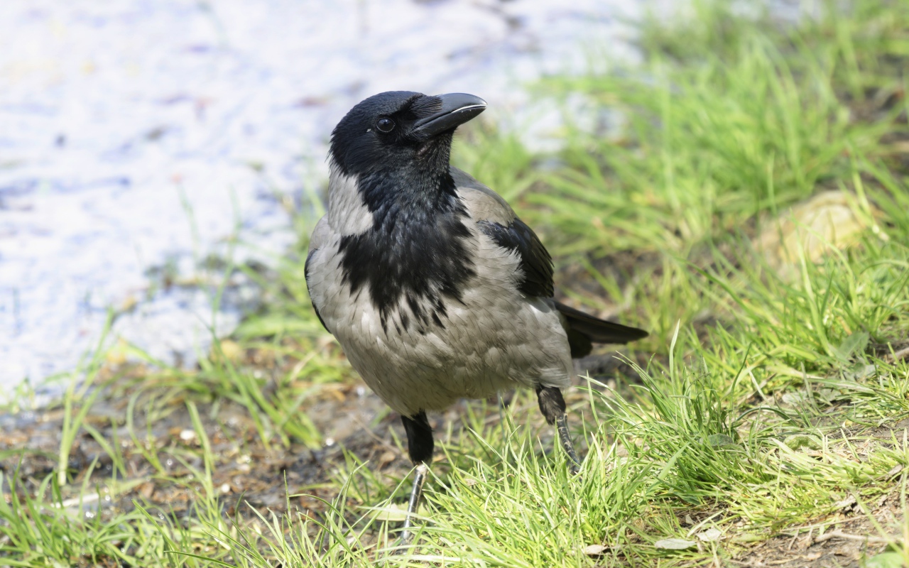 Большая серая ворона на зеленой траве