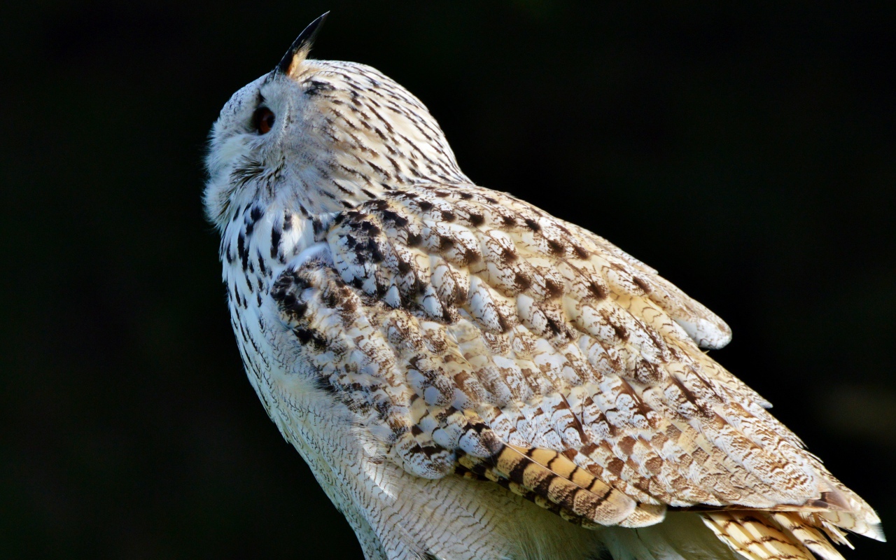 Большая белая сибирская сова на черном фоне