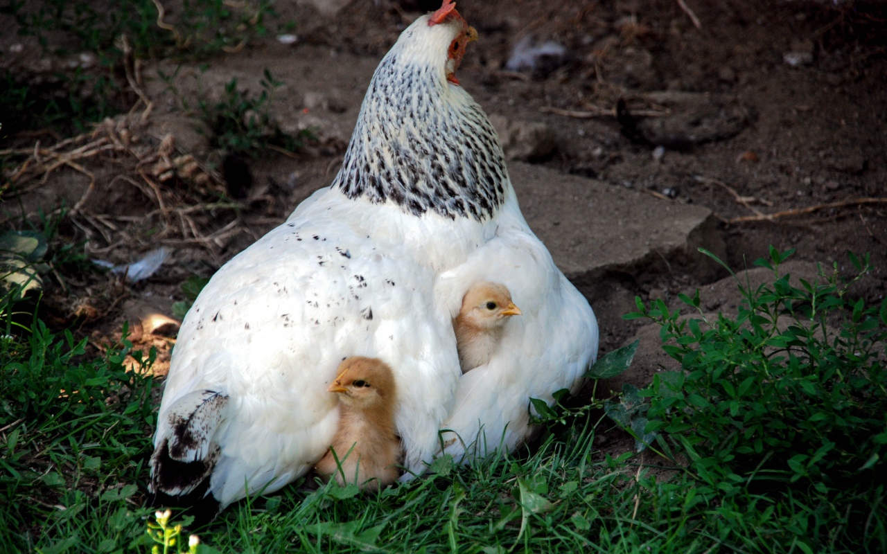 Курица наседка греет маленьких цыплят