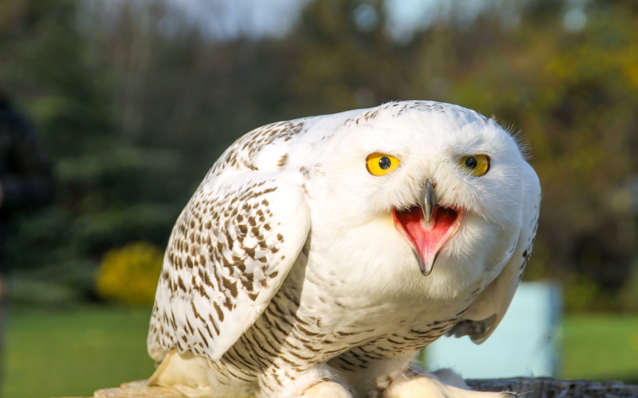 Большая снежная сова с открытым клювом 