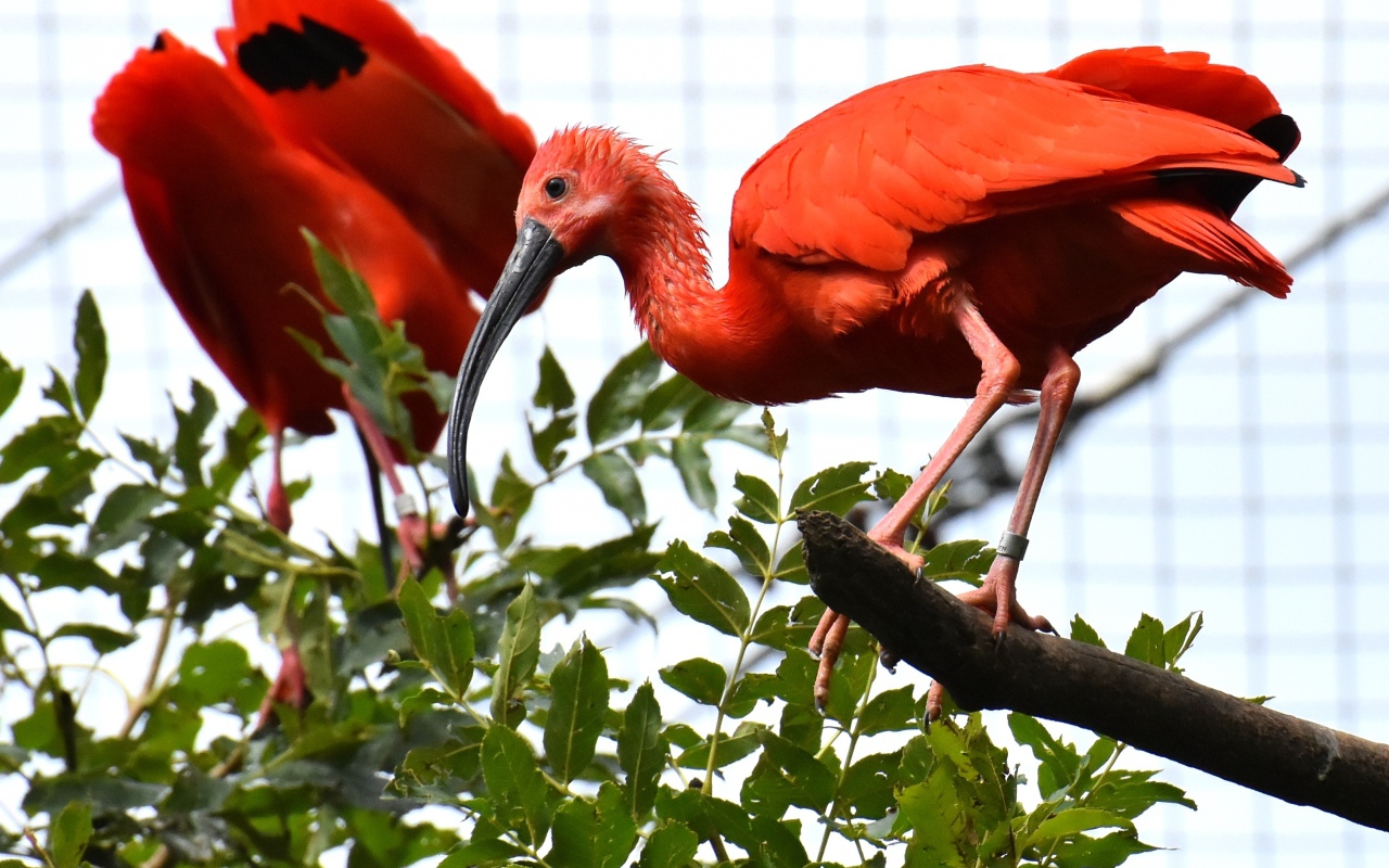 Красная птица ибис  сидит на ветке дерева 